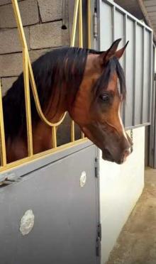 حصان طيب للبيع